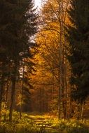 golden autumn forest in the sunlight