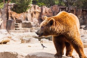 bear pardo in zoo