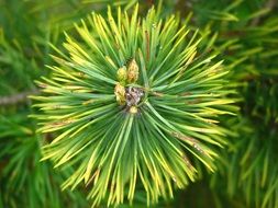 evergreen pine needles