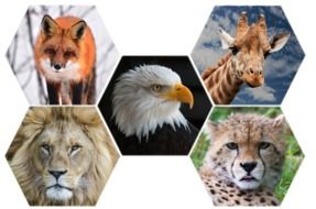 collage of diverse wild animals