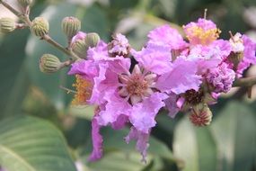 pink garden decoration flower