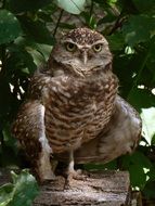 burrowing owl with open wings