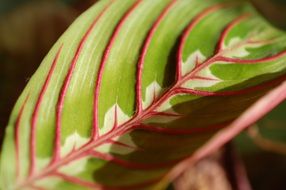 Prayer plant, maranta leaf close up