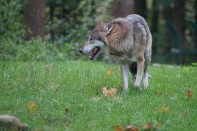 wolf walking on grass at forest