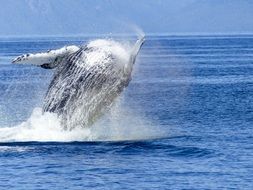 jumping humpback whale