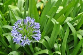 blue onion flower