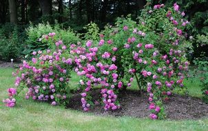 blooming rose bush in a park in Germany