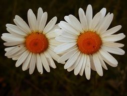 White daisy flowers on a black background