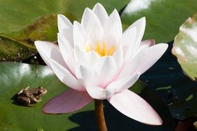 Toad on a leaf and a white lotus in the pond