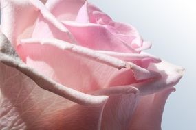rose petals closeup