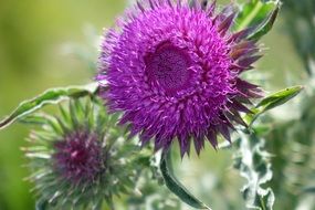 violet thistle flowers