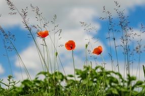 beautiful and delightful red poppy