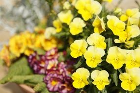 yellow pansy on flower bed