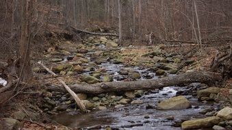 Creek in autumn