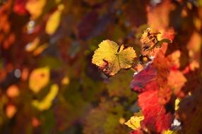 closeup picture of autumn golden red leaves