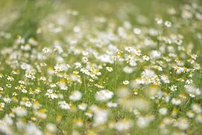 white daisies field