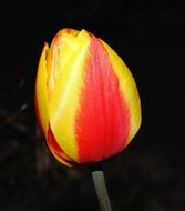 bud of red and yellow tulip