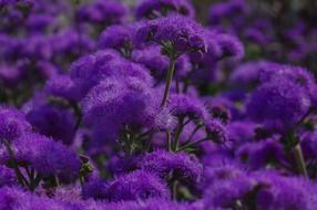 purple fluffy flowers close-up