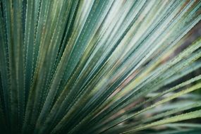 Juicy green flora closeup