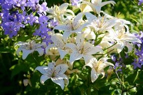 white and purple lily flower on a blurred background