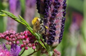 insect on a bright flower