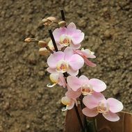 Beautiful pink orchid flowers