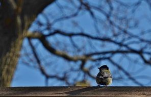 young bird on a tree