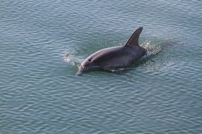 very beautiful dolphin fish