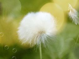 delicate white cotton flower