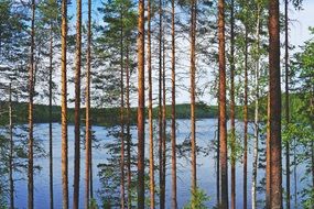 pine forest in the water in Finland