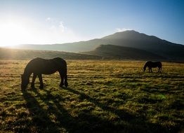 horses on pasture in the early morning in japan
