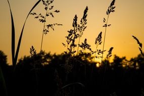 silhouette of grass at sunset