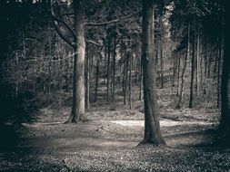 nature in gloomy forest