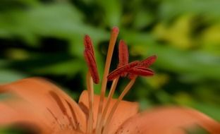 length pollen of the orange daylily close up