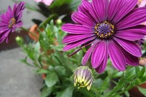 purple flower in the front garden