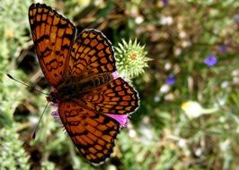 burnt orange color butterfly