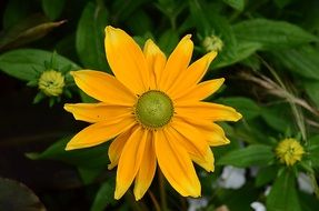 incredible tithonia diversifolia