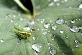 green grasshopper on a large leaf in drops of water
