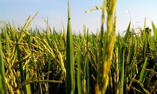 rice field on a blurred background