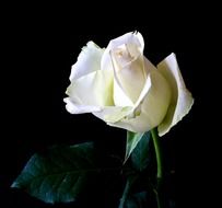 White rose with green leaves in the dark