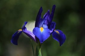 bright blue iris close up