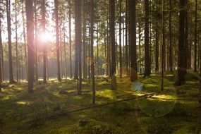 a tender sunbeam through the forest trees