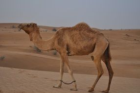camel in the desert in Dubai