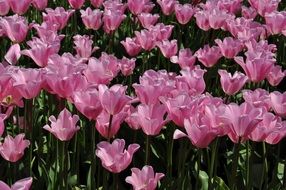 pink tulips at flowerbed