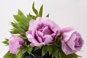 bouquet peony flower