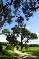 the nature of Tuscany, Italy