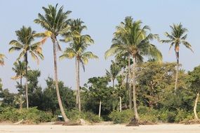 palm trees on the tropical shore