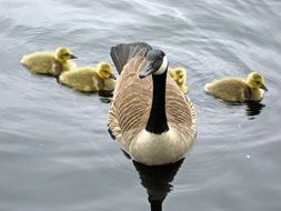 goose canada chicks