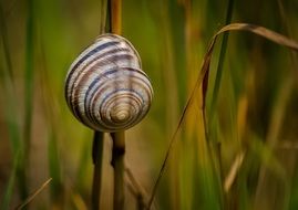 snail shell on dry grass