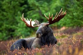 male elk resting on field